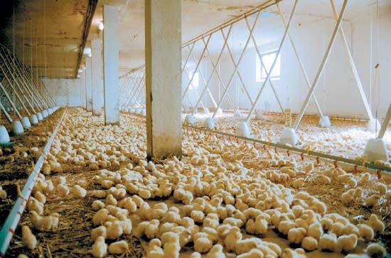 center En huit semaines, ces poussins deviennent des poulets « prêts à rôtir », sans avoir vu la lumière naturelle. DR